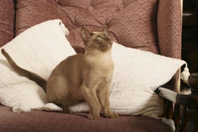 歐洲緬甸貓打架怎么辦 歐洲緬甸貓不打架訓練方法