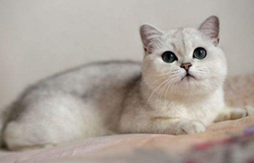 重點(diǎn)色短毛貓咬人怎么辦 重點(diǎn)色短毛貓不咬人訓(xùn)練