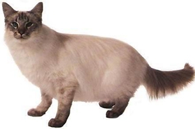 爪哇貓偷吃怎么訓(xùn)斥 如何訓(xùn)練爪哇貓不偷吃