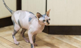 彼得禿貓偷吃怎么辦 彼得禿貓偷吃東西原因