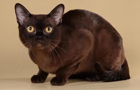 歐洲緬甸貓怎么相處 歐洲緬甸貓相處細節(jié)