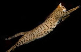 阿舍拉貓不會(huì)用貓抓板 阿舍拉貓貓抓板使用訓(xùn)練