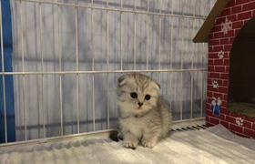 怎么訓(xùn)練曼基康貓睡在固定地點 曼基康貓睡覺訓(xùn)練