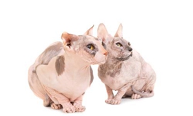 怎么調(diào)教彼得禿貓不爬床 彼得禿貓不爬床訓練