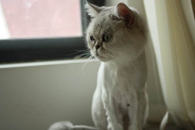 蒂凡尼貓不聽(tīng)話(huà)怎么辦 蒂凡尼貓服從性訓(xùn)練