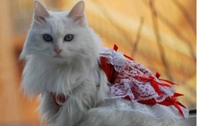 怎么訓(xùn)練蒂凡尼貓 蒂凡尼貓訓(xùn)練理論知識