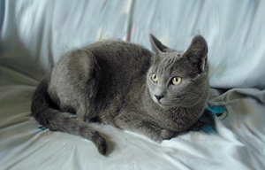 俄羅斯藍(lán)貓?jiān)趺次桂B(yǎng) 藍(lán)貓喂養(yǎng)要點(diǎn)