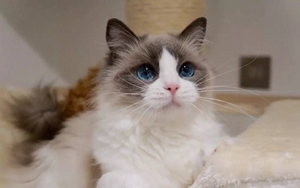 布偶貓?jiān)趺创蚶砻?布偶貓毛發(fā)打理