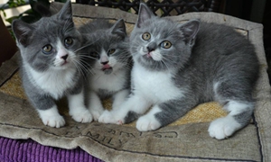 英國(guó)短毛貓?jiān)趺醋o(hù)理 英短日常護(hù)理