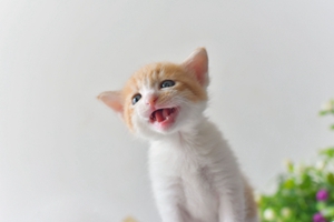 沒長牙齒的貓咪怎么喂養(yǎng) 小奶貓喂養(yǎng)指南