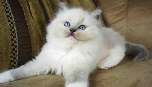 布偶貓?jiān)趺辞鍧嵜?布偶貓毛發(fā)清潔步驟