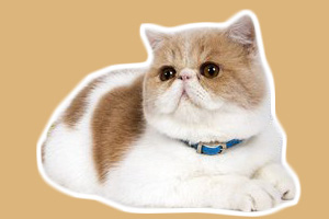 加菲貓?jiān)趺答B(yǎng)