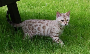 熱帶草原貓怎么養(yǎng) 藪貓飼養(yǎng)注意事項