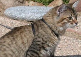 美國短尾貓不能吃什么 美國短尾貓禁食食物介紹