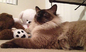 巴厘貓毛發(fā)怎么護(hù)理 巴厘貓毛發(fā)護(hù)理技巧