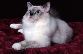 威爾斯貓?jiān)趺答B(yǎng) 威爾斯貓飼養(yǎng)方法