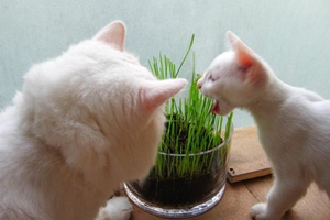 貓草和化毛膏哪個效果更好 二者效果選擇推薦