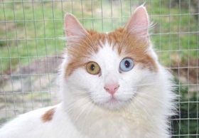 土耳其梵貓?jiān)趺答B(yǎng) 土耳其梵貓飼養(yǎng)心得