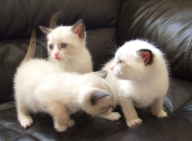 雪鞋貓性格怎么樣 雪鞋貓性格特點(diǎn)