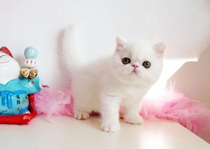 貓咪掉毛有什么原因 貓咪掉毛原因