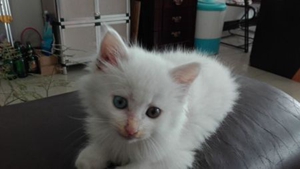 山東獅子貓怎么養(yǎng) 山東獅子貓飼養(yǎng)方法