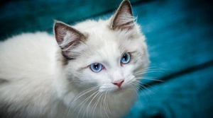 波米拉貓怎么養(yǎng) 波米拉貓飼養(yǎng)要點