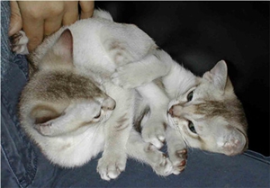 新加坡貓吃什么 新加坡貓喂食要點(diǎn)