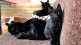 養(yǎng)孟買(mǎi)貓之前要準(zhǔn)備什么 孟買(mǎi)貓飼養(yǎng)準(zhǔn)備