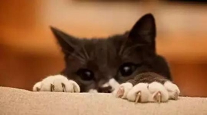 為什么要給貓咪剪指甲 貓咪剪指甲原因