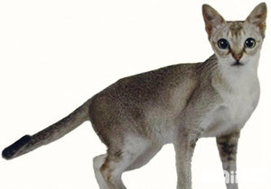 新加坡貓?jiān)趺答B(yǎng) 新加坡貓養(yǎng)護(hù)知識