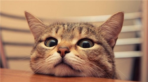 日本短尾貓性格怎么樣 短尾貓性格介紹