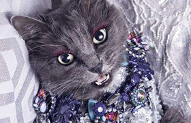 內(nèi)華達(dá)貓晚上不睡覺怎么辦 內(nèi)華達(dá)貓作息訓(xùn)練