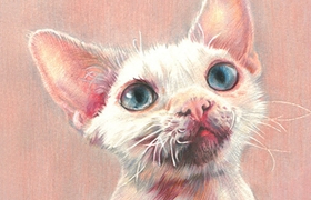 德文卷毛貓很兇怎么辦 溫柔貓咪養(yǎng)成法