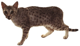 奧西貓不聽話怎么辦 不聽話的奧西貓改造作戰(zhàn)