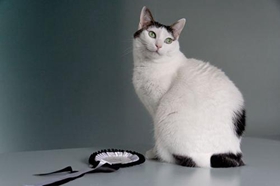 怎么訓(xùn)練日本短尾貓不叫 日本短尾貓亂叫解決辦法