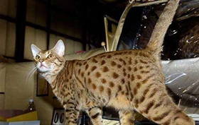 怎么與奧西貓相處 奧西貓相處訓練