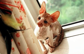 柯尼斯卷毛貓?jiān)趺磳W(xué)游泳 柯尼斯卷毛貓游泳訓(xùn)練