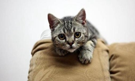 美國(guó)剛毛貓不會(huì)上廁所怎么辦 美國(guó)剛毛貓上廁所訓(xùn)練