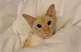 怎么訓(xùn)練重點(diǎn)色短毛貓用貓抓板