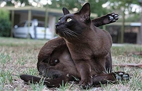 緬甸貓會(huì)自己上廁所嗎 緬甸貓上廁所訓(xùn)練