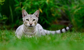 熱帶草原貓不睡貓窩怎么辦 熱帶草原貓睡貓窩訓練