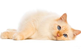 如何訓(xùn)練緬甸貓用馬桶 緬甸貓用馬桶訓(xùn)練方法