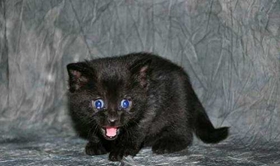 怎么訓練孟買貓裝死 孟買貓裝死訓練