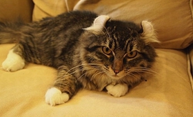 如何調教美國卷耳貓 美國卷耳貓調教手冊