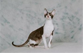 柯尼斯卷毛貓不聽話怎么辦 柯尼斯卷毛貓言聽計(jì)從訓(xùn)練法