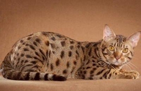 奧西貓怎么學游泳 奧西貓游泳訓練方法