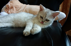 如何訓(xùn)練波米拉貓抓老鼠 波米拉貓抓老鼠訓(xùn)練