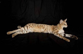 熱帶草原貓不會游泳怎么辦 熱帶草原貓游泳訓練