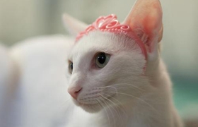 怎么訓(xùn)練東方貓不上床 東方貓不上床訓(xùn)練