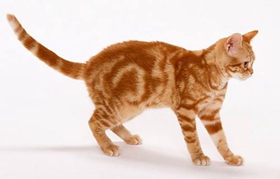 美國(guó)剛毛貓?jiān)趺从?xùn)練 美國(guó)剛毛貓訓(xùn)練方法